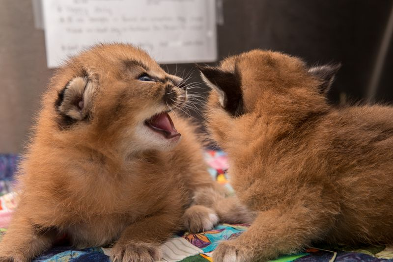 Illustration for article titled So Many Kittens at the Oregon Zoo!